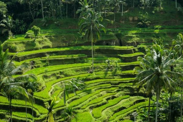 indonesia 1